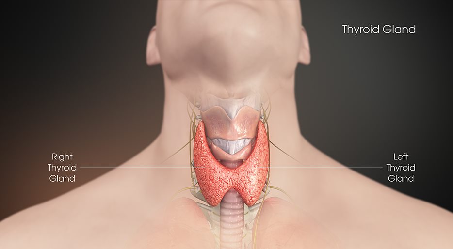 Thyroid gland