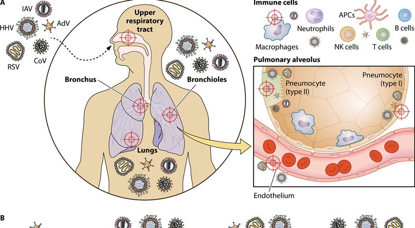 Viral inflammation